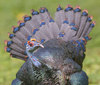 Turkeys - Photo (c) ivanparr, all rights reserved, uploaded by ivanparr