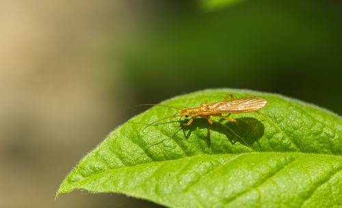 iNaturalist observation photo of Isoperla