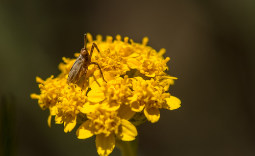 iNaturalist observation photo of Scolops californicus