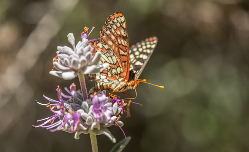 iNaturalist observation photo of Variable Checkerspot
