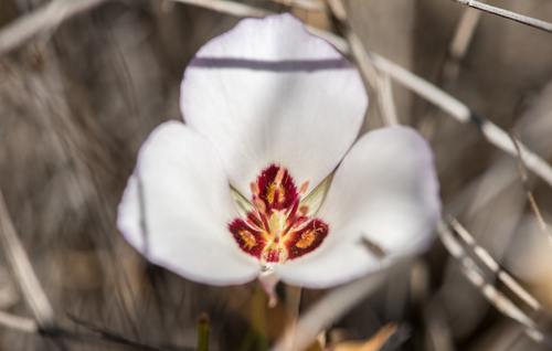iNaturalist observation photo of Catalina mariposa lily