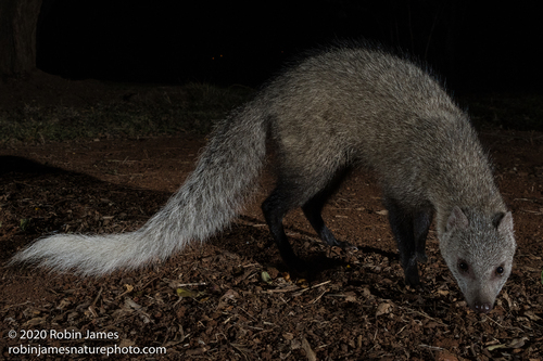 White-tailed Mongoose