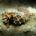 Observation photo