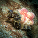 Observation photo
