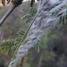 Arizona Cottontop - Photo (c) Aaron Balam, all rights reserved, uploaded by Aaron Balam