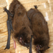 Pipistrellus pygmaeus - Photo 由 gernotkunz 所上傳的 (c) gernotkunz，保留所有權利