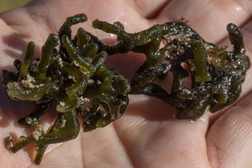 Codium edule · iNaturalist Mexico