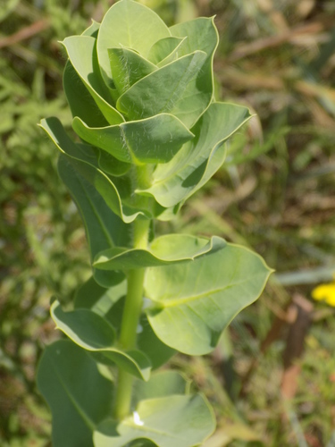 snow-on-the-mountain
