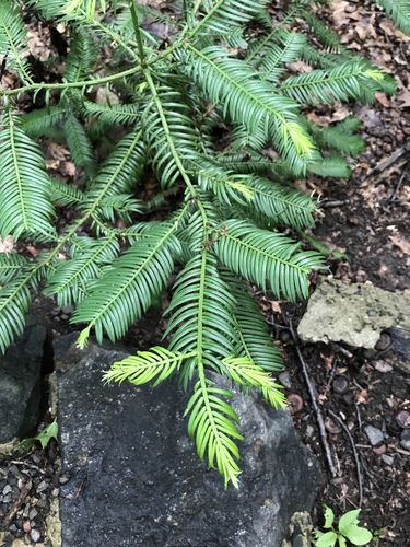 Japanese Plum-yew