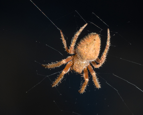Eriophora edax