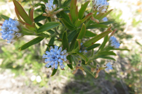 Conospermum caeruleum - Wikipedia