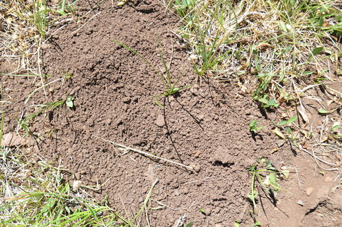 iNaturalist observation photo of Rodents