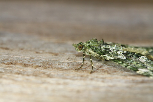 Žalsvoji cidarija nuotrauka