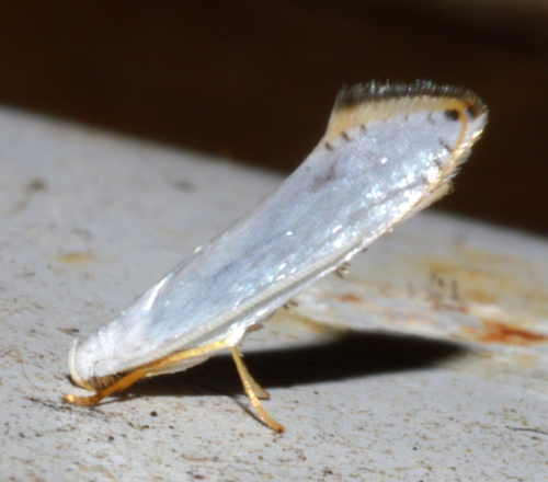 White Cedar Moth (Erebidae Moths of SW Australia) · iNaturalist