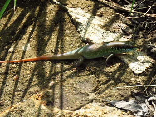 African Five-lined Skink