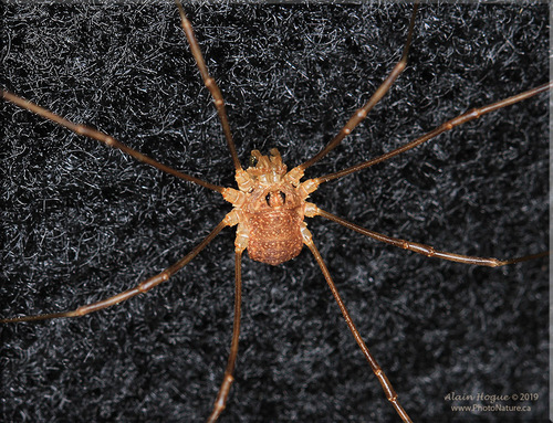 Rilaena triangularis nuotrauka