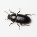 Opatroides punctulatus - Photo (c) Konstantinos Kalaentzis, all rights reserved, uploaded by Konstantinos Kalaentzis