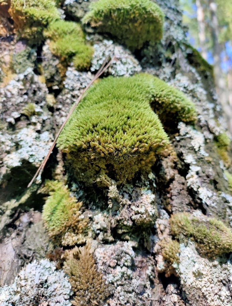 Pohlia flexuosa (Pohlia flexuosa)