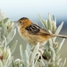 Cisticolas and Allies - Photo (c) austin1, all rights reserved
