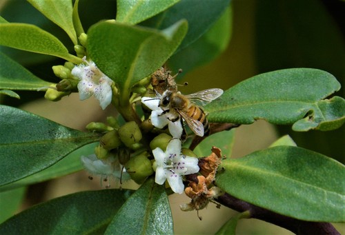 photo of Western Honey Bee (Apis mellifera)