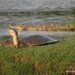 Ganges Softshell Turtle - Photo (c) Vishal Mistry, all rights reserved, uploaded by Vishal Mistry