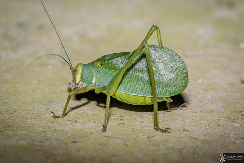 Naskrecki's Bush Katydid (Ozphyllum naskreckii) · iNaturalist