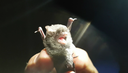 Attenborough's Myotis (Myotis attenboroughi) — Data Deficient Mammalia