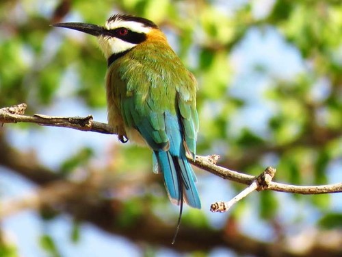White-throated Bee-eater