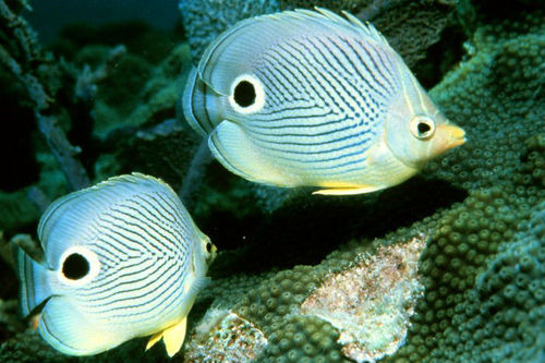 Four-eyed Butterflyfish