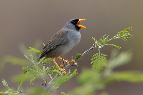 Gray-winged Inca-Finch