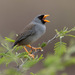 Gray-winged Inca-Finch - Photo (c) TroyEcol, all rights reserved, uploaded by TroyEcol