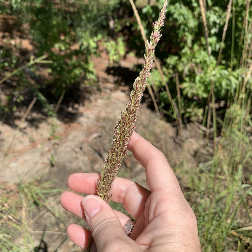 Longspike Tridens from J. Strom Thurmond Reservoir, Mc Cormick, SC, US ...