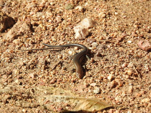 Southern Sierra Madre Skink