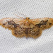 Idaea occidentaria - Photo (c) BJ Stacey, todos los derechos reservados