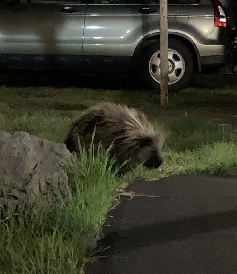 North American Porcupine from Seafoam Ln, Coos Bay, OR, US on October 2 ...