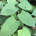 Reynoutria × bohemica - Photo (c) margela, todos los derechos reservados