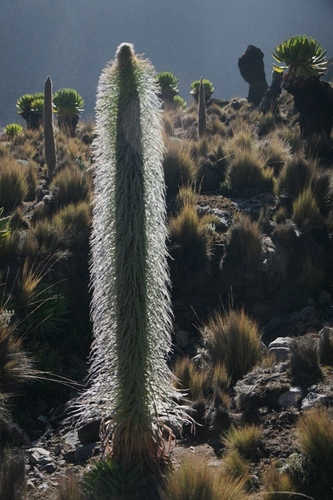 Lobelia telekii