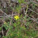 Hibbertia aspera pilosifolia - Photo (c) Luis Webber, all rights reserved, uploaded by Luis Webber