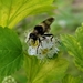 Coquillett's Bumble Fly - Photo (c) Tina, all rights reserved, uploaded by Tina