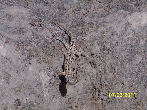 Goldman's Bunchgrass Lizard