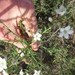 Orianthera spermacocea - Photo (c) Charles Porter, todos os direitos reservados, uploaded by Charles Porter