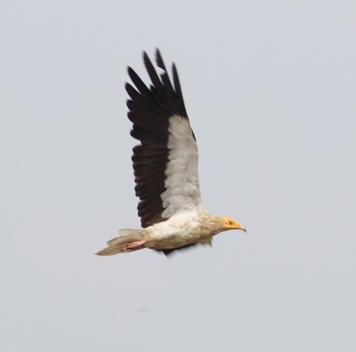 Egyptian Vulture