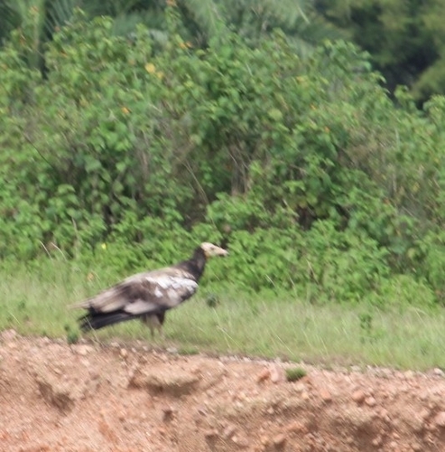Egyptian Vulture