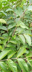 Image of Holarrhena floribunda