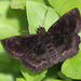 Mazans Scallopwing - Photo (c) Greg Page, all rights reserved, uploaded by Greg Page