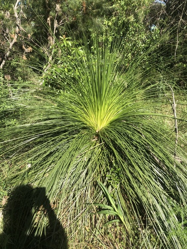 Xanthorrhoea media R.Br.