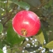 Syzygium hodgkinsoniae - Photo (c) Reece Taverner, todos los derechos reservados, subido por Reece Taverner