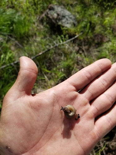 Chiricahua Woodlandsnail