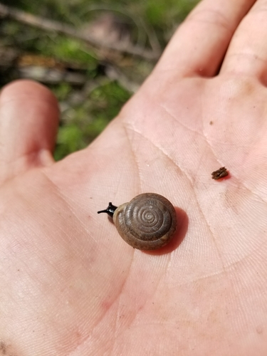 Chiricahua Woodlandsnail