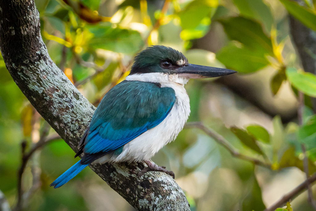 Torresian Kingfisher (Todiramphus sordidus) photo